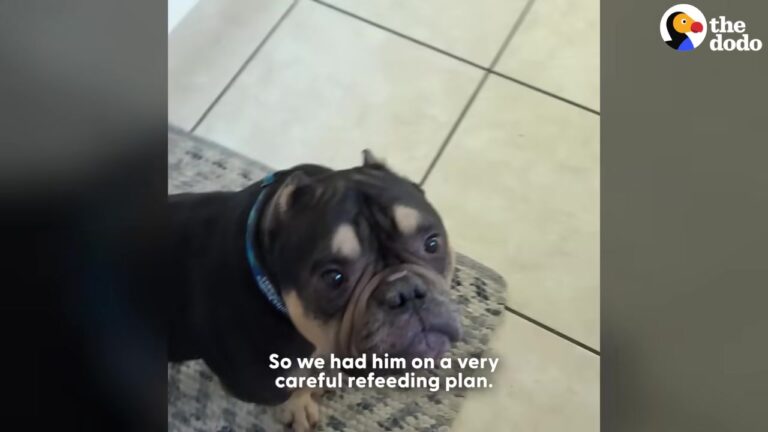 Texas Bulldog Was Too Weak To Walk, But His Unbreakable Spirit Led To The Family He Waited For