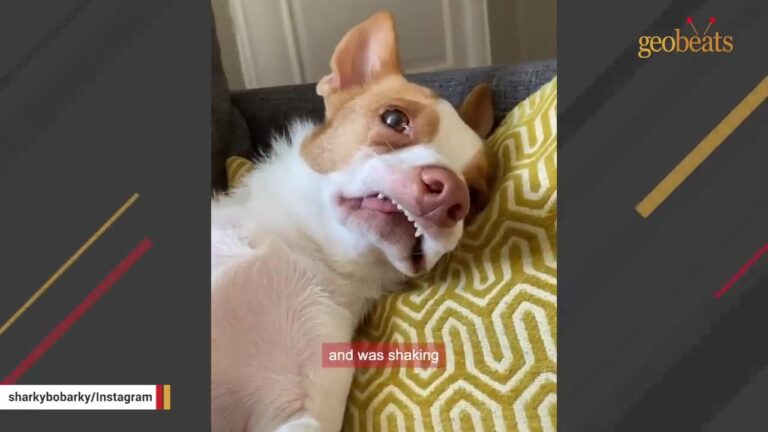 North Carolina Dog Who Survived The Streets Alone Had A Truly Dramatic Reaction To A Paper Cut