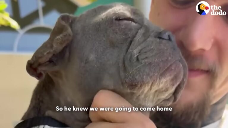Heartbroken Texas Puppy Lowered Her Head In Defeat Until One Man Reached Into Her Kennel