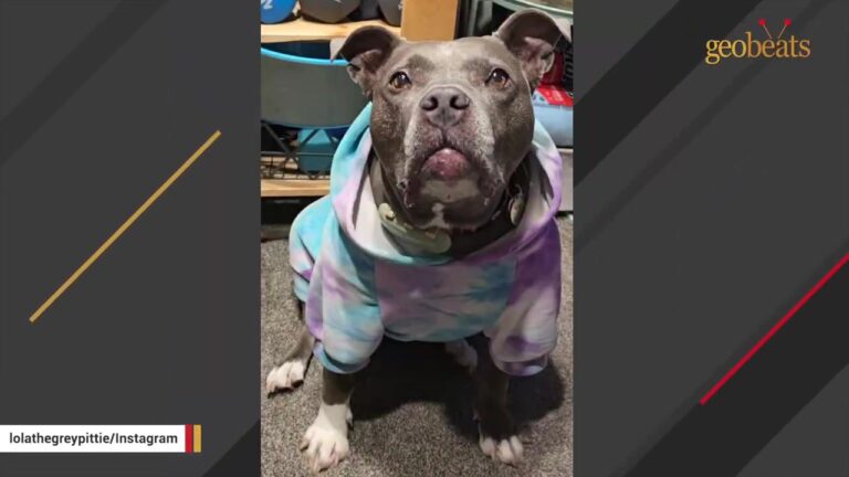Oregon Pit Bull Rehomed Three Times Was Found On The Street Before A Strange Moment At The Shelter