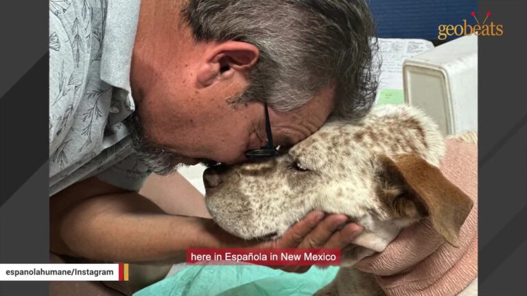 New Mexico Dog Protected His Family Upstairs While They Had No Idea What Was Happening