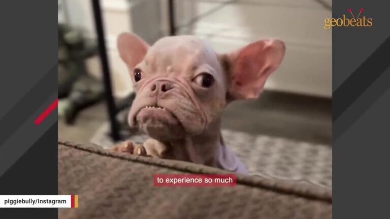 California Puppy Surrendered As A Stray Lost All His Hair At Five Months Old