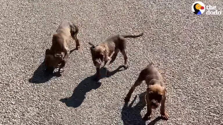 Texas Woman Spots Four Tiny Faces Staring Back At Her In Texas And Asks, “What Do I Do?”