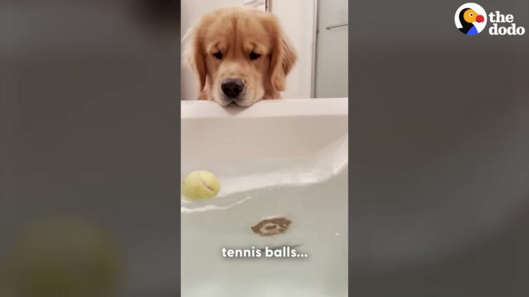 Hopeful Georgia Dog Keeps Bringing His Favorite Toys Into The Bathtub Whenever His Mom Turns On The Water