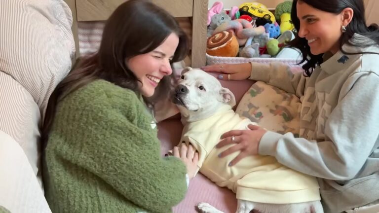 Sweet Senior New York Dog Struggled With A Limp Before X-Rays Revealed A Devastating Truth