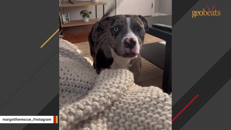 Ohio Rescue Dog Stayed Shy For Three Months Before A Wild New Habit Suddenly Appeared