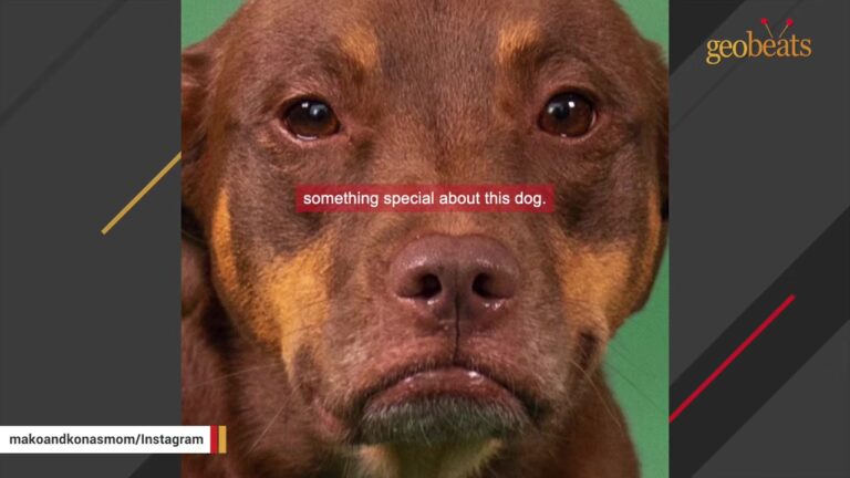 Vulnerable Puppy Wandered Georgia Streets Alone, Then One Woman Noticed Something Unusual In Her Eyes