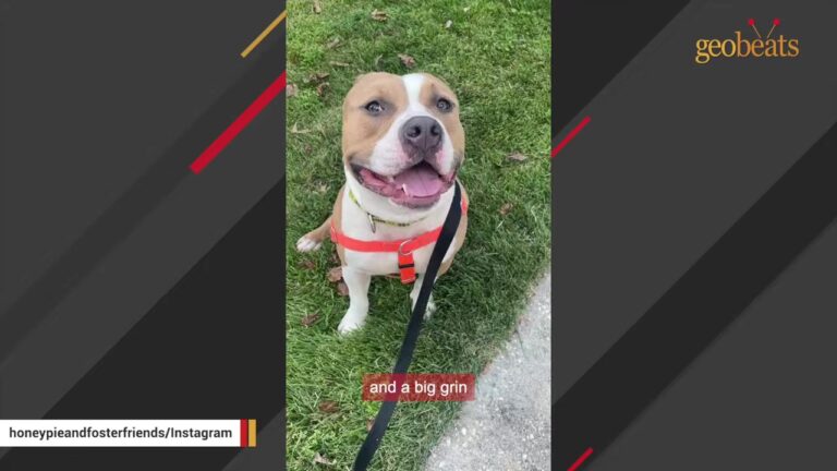 72-Pound Maryland Foster Dog Develops A High Chair Routine Nobody Saw Coming