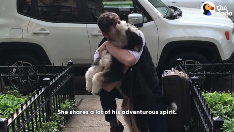 California Dog Sat in the Rain Behind a Packed Car, Not Realizing Her Life Was About to Change