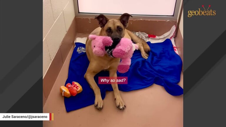 Washington Mother Dog Saw All Her Puppies Move On And Now Spends Nearly 22 Hours A Day In Her Kennel