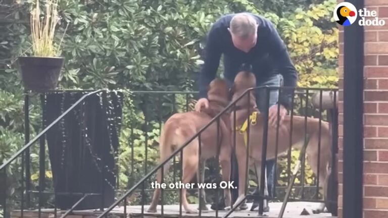 Devastated Georgia Dog Stops Eating After Losing The Only Home She Had Known For Five Years