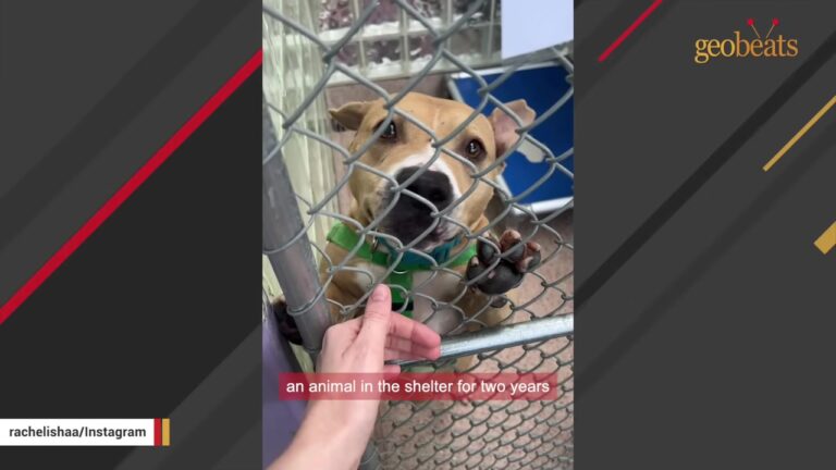 California Shelter Dog’s “Monster” Label Followed Him Until One Volunteer Saw What Happened When He Got A Toy