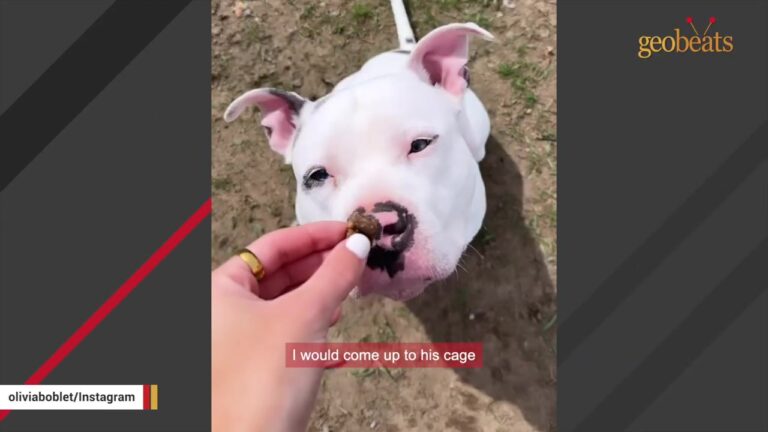 Michigan Dog Lost His Home In A Fire And Waited Behind Shelter Bars Until Someone Started Showing Up Every Day