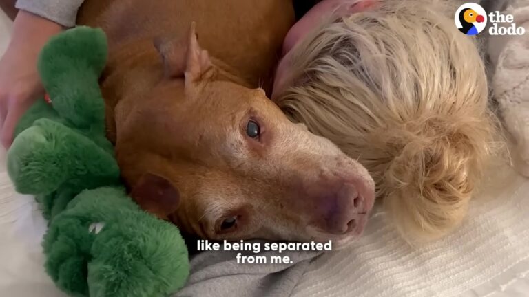 Terrified California Dog Kept Waiting Outside The Door Every Time His Owner Left, Afraid She Wouldn’t Return