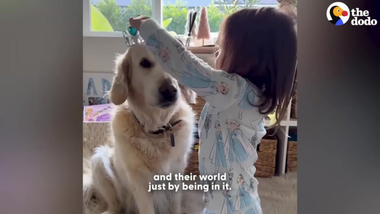 California Dog Celebrates Her ‘Golden’ Birthday And Proves She Is Truly An Angel On Earth