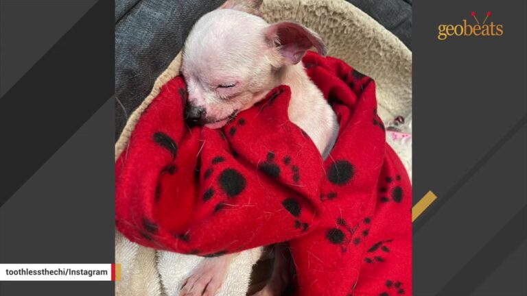 Terrified Texas Senior Dog Fled A Trash-Filled Trailer After Living Among Debris For Years