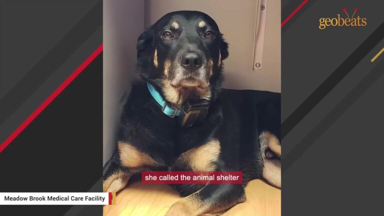 Michigan Dog Breaks Into A Nursing Home Three Times Until Staff Realize Exactly Why He Is There