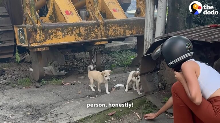 Helpless Texas Puppies Were Trapped Among Rubbish And Heavy Machinery When One Of Them Took On A Surprising Role