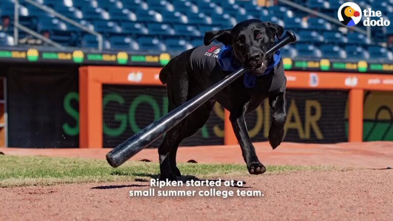 North Carolina Dog Steps Onto The Baseball Field And Becomes A Team’s Ultimate Good Luck Charm