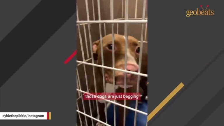 Illinois Dog’s “Human Eyes” Stopped One Woman Cold After Three Months In A Kennel