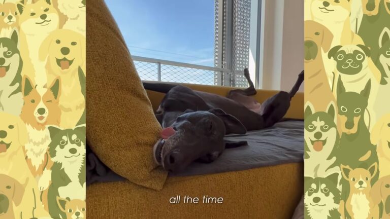 California Greyhound Survived A Heartbreaking Past, But One Hilarious Habit Proved She Finally Felt Safe