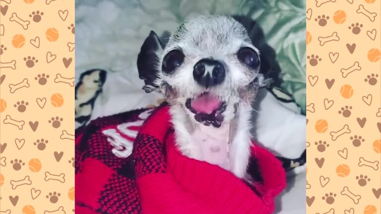 Tiny California Dog Lost His Jaw In A Sudden Attack, But One Thing About Him Never Changed