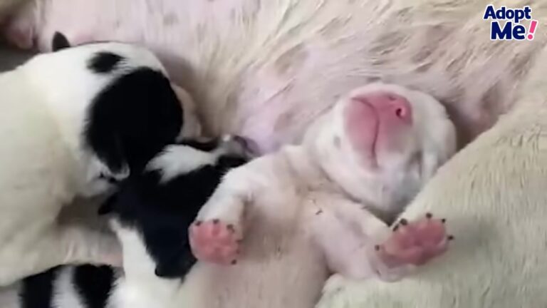 Terrified Florida Mama Dog Was Left In The Trash With Five Tiny Puppies As The Cold Closed In