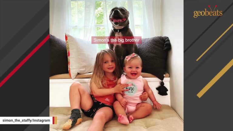 Pennsylvania Couple Brought Home A Dog During Their Hardest Days, Not Knowing What He’d Do Next