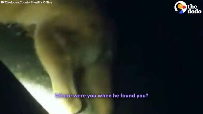 Deputy Spotted Something Wandering Along A Dark Florida Street And Watched It Head Toward His Car