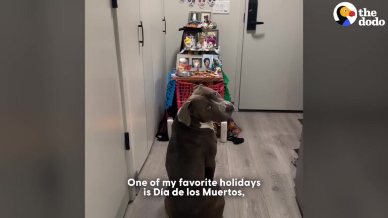 California Dog Is Raised Like A Human Child, And His Special Family Traditions Will Melt Your Heart