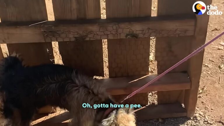 Neglected Georgia Dog Had Nowhere To Go After Spending His Entire Life Tethered To A Five-Foot Radius
