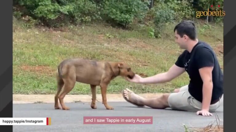 Georgia Worker Kept Seeing A Hungry Dog Eating Garbage At His Construction Site