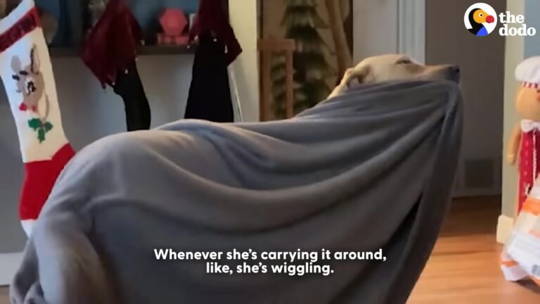 California Dog Loves Carrying Blankets Everywhere Until Her Jealous Brother Changes Everything