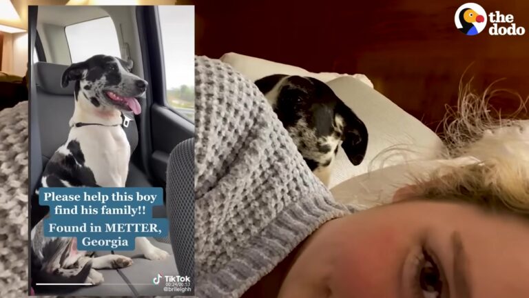 Georgia Dog Is Returned To His Worried Family, But A Startling Phone Call Changes His Fate Forever