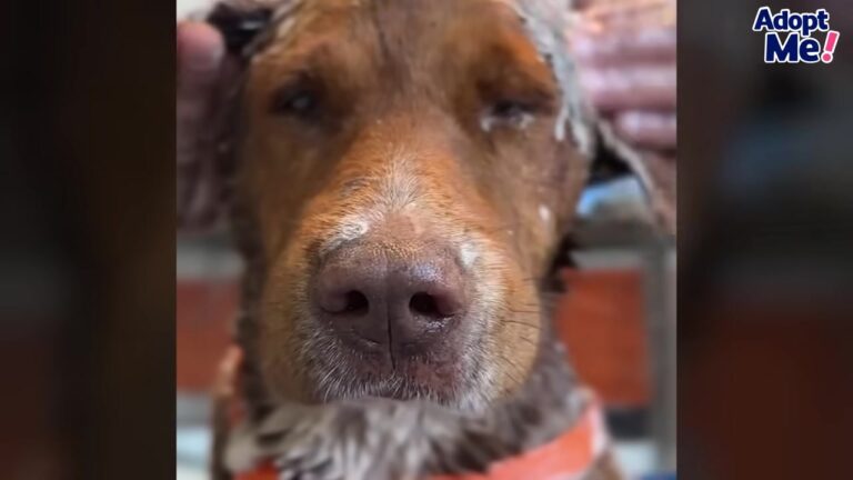 California Dog Suffered Unthinkable Cruelty, But A Loyal Friend Refused To Leave His Side
