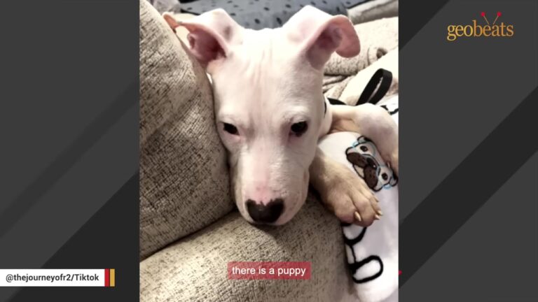 Puppy Left On A Busy Texas Interstate Had Unusual Paws That Later Revealed Something Heartbreaking
