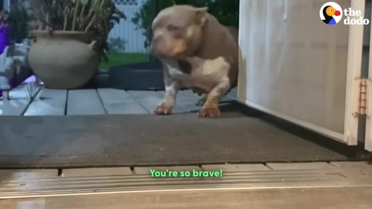 California Woman Sees Fear In An Overbred Dog’s Eyes And Realizes She Expects The Worst