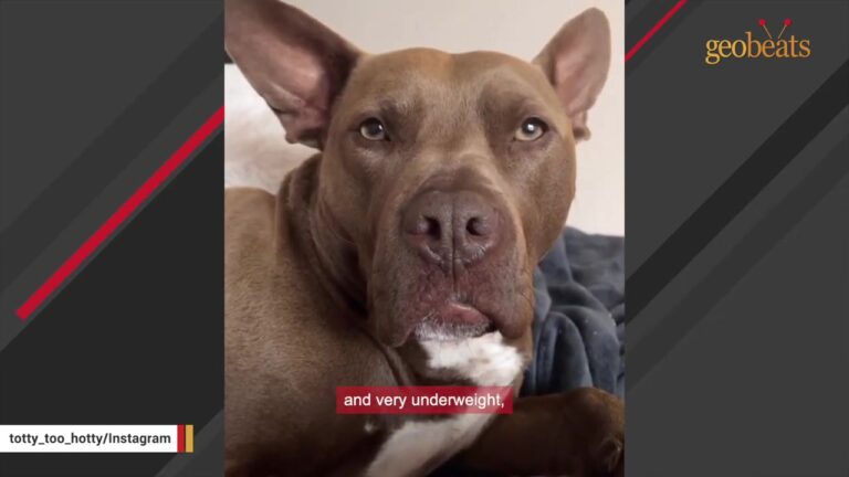 Intimidating Mississippi Stray Kept Getting Passed Over, Then An Accident Revealed Something No One Expected