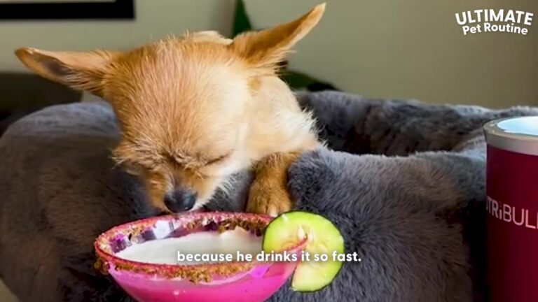 California Rescue Chihuahua’s Favorite Watermelon Treat Disappears Faster Than His Sisters Expect