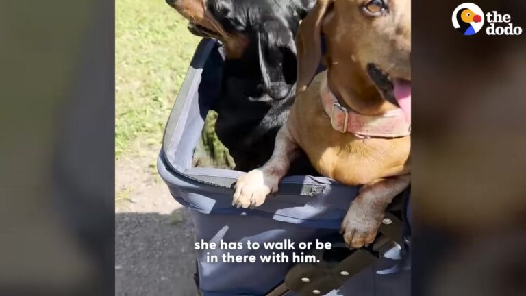 Heartbroken California Dog Couldn’t Walk After His Legs Gave Out, Then He Did Something No One Expected