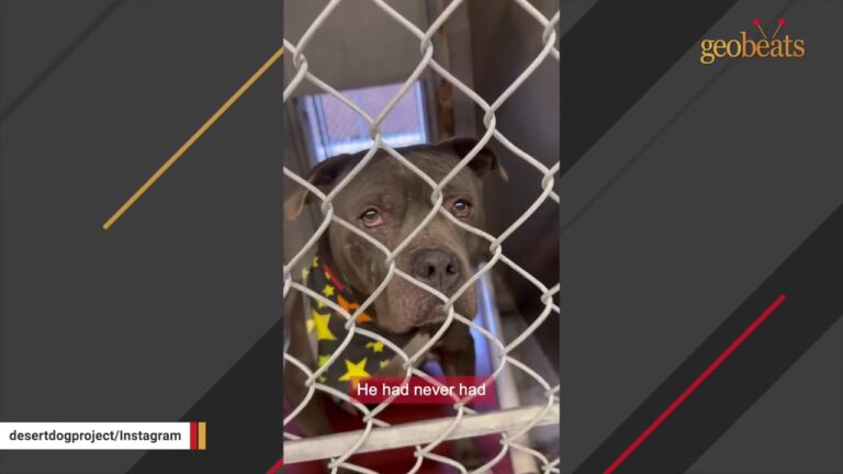 Arizona Dog Curled Up In His Kennel For Months Until A Volunteer Noticed A Troubling Clue About His Past