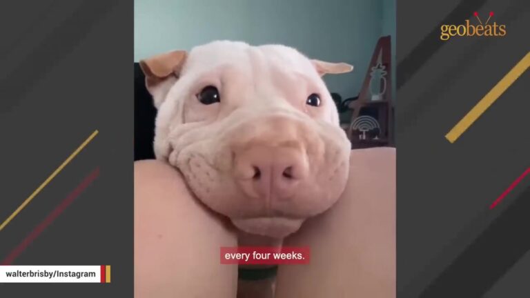 Virginia Woman Knew This Dog Came With Serious Quirks, But One Detail Made Her Fly Across The Country