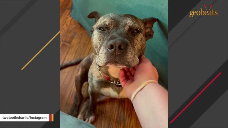Connecticut Dog Found On The Street As A Senior Finds The Perfect Way To Heal His Adopter’s Heart
