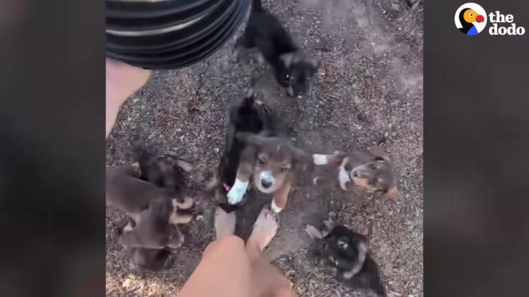 Texas Mama Dog Leaves Her Puppies With A Stranger, But The Night Brings An Even Bigger Surprise