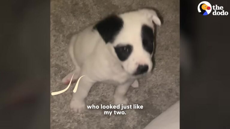 Tiny Texas Puppy Was Shivering In A Field During A Snowstorm, Until His Unusual Resemblance Caught Someone’s Eye