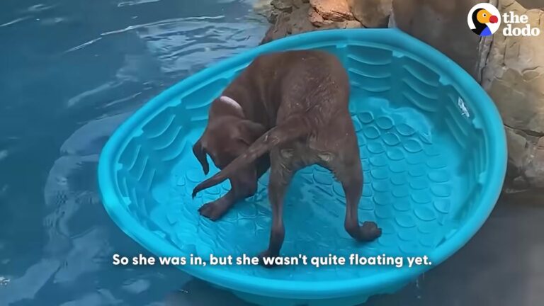 Florida Dog Destroys Her Favorite Toy In Frustration, But Her Family’s Ingenious Fix Restores Her Joy