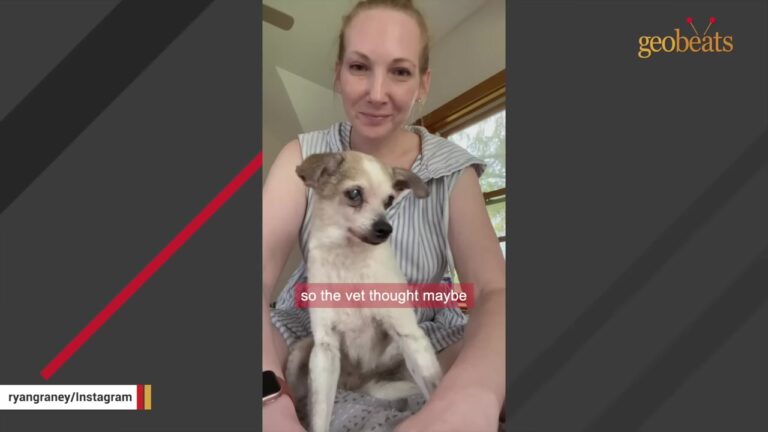 Nine-Pound New York Dog Has Two Hundred-Pound Labradors Completely Terrified Of Her