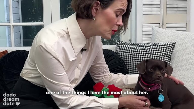 Florida Timid Dog Sat Quietly During Her Celebrity Playdate, Until One Simple Treat Revealed Her Favorite