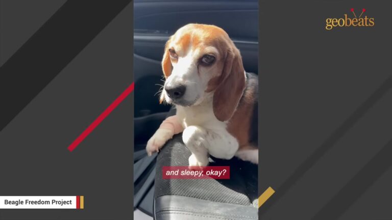 California Dog Born In A Testing Facility Started Collecting Toys For Puppies She Had Not Met