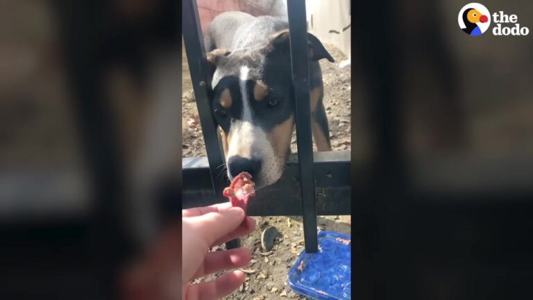 California Woman Reaches Toward A Terrified Alley Dog And Watches Her Big Eyes Soften